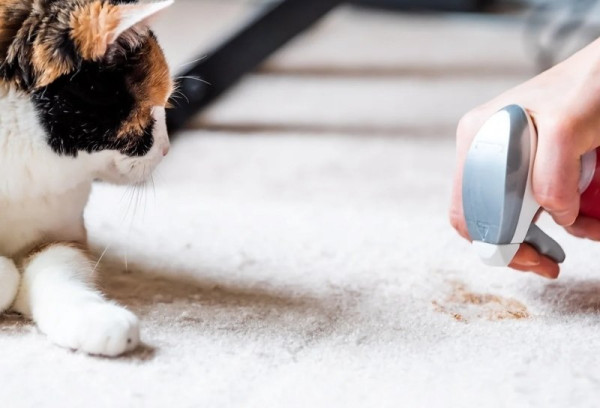 How To Remove Cat Poop From Carpet? Everything You Need To Know